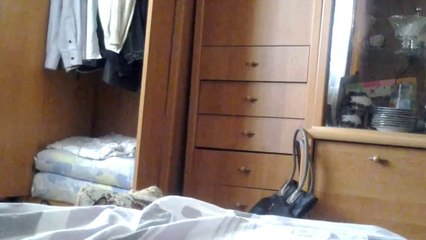 Faszinierende Katzenblicke: Das Geheimnis hinter ihren intensiven Blicken 😺