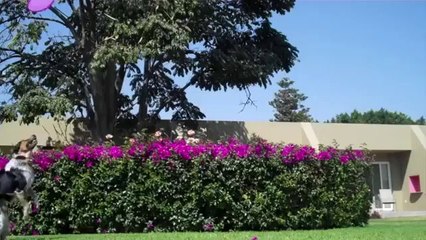 Der coolste Hund der Welt