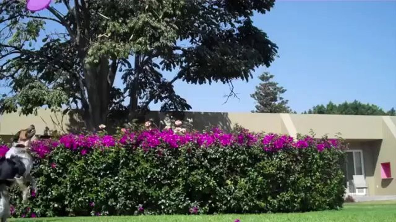 Der coolste Hund der Welt