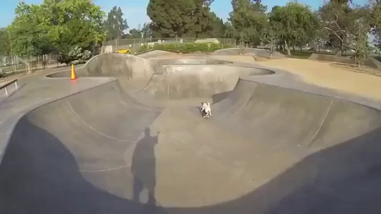 Der Hund Dash ist ein echter Skateboarder