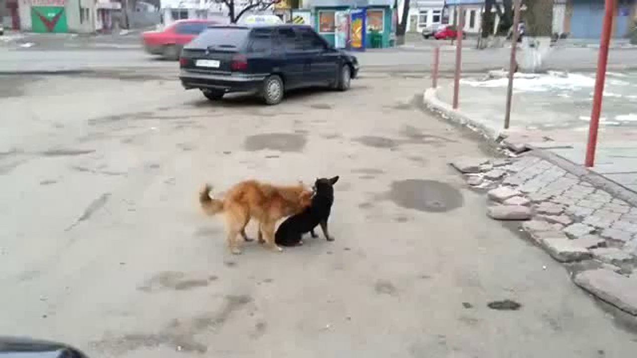 Der Hund macht es irgendwie falsch