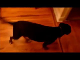 Der Hund weiß was zu tun ist wenn die Polizei kommt