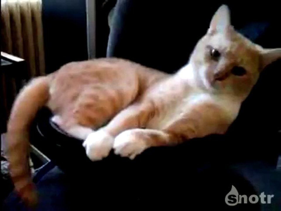 Der Katze gefällt der neue Subwoofer