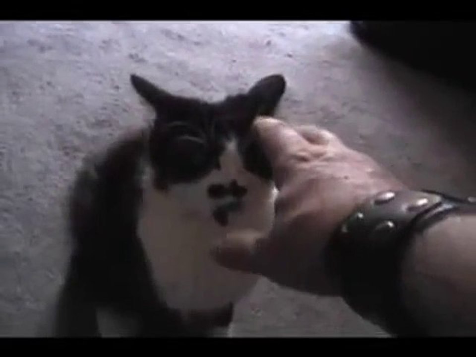 Der Katze Respekt beibringen