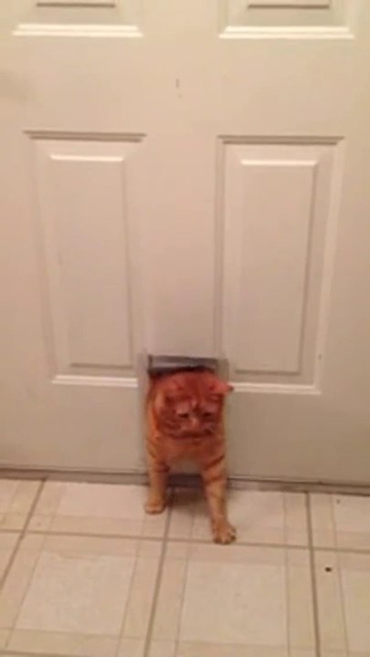 Dicke Katze quetscht sich durch die Katzentür