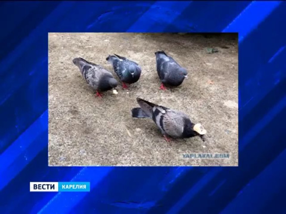 Die coolste Taube der Welt