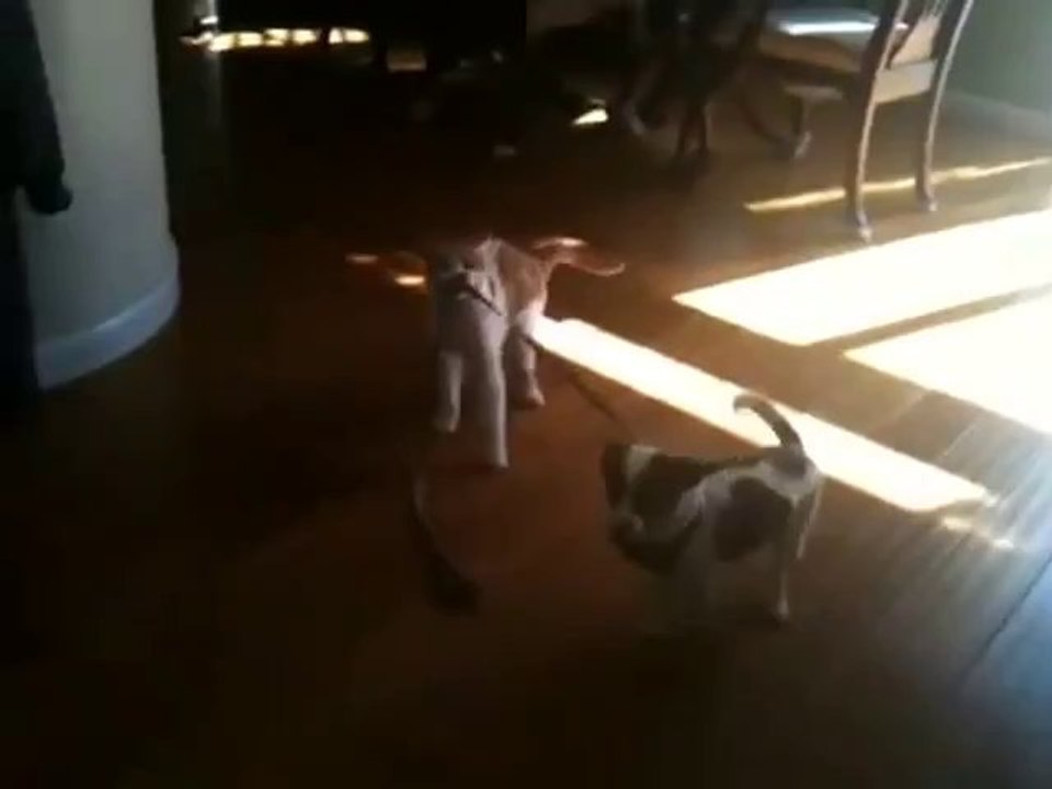 Die Katze zeigt dem Hund wo's lang geht