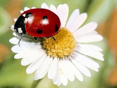 istersen hiç başlamasın yeni türkü