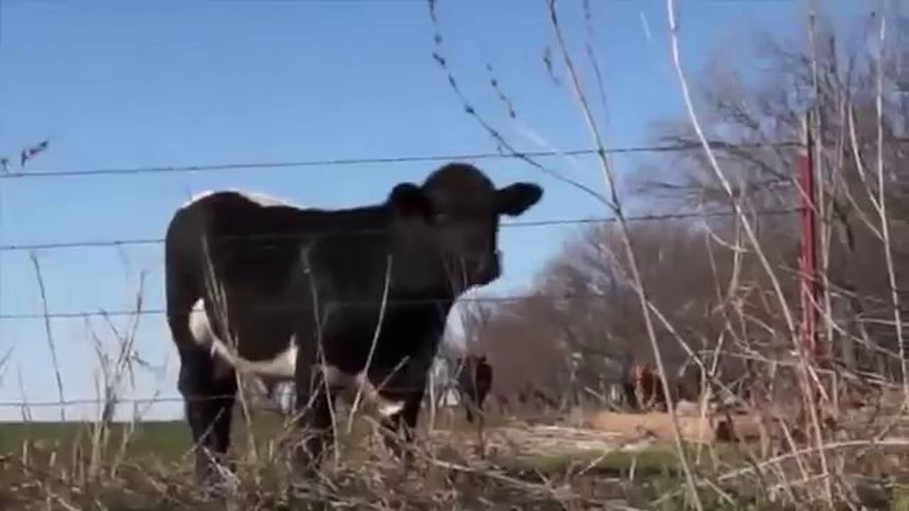 Die Kuh Attacke