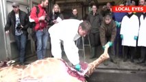 Outrage as zoo kills young giraffe and feeds him to lions