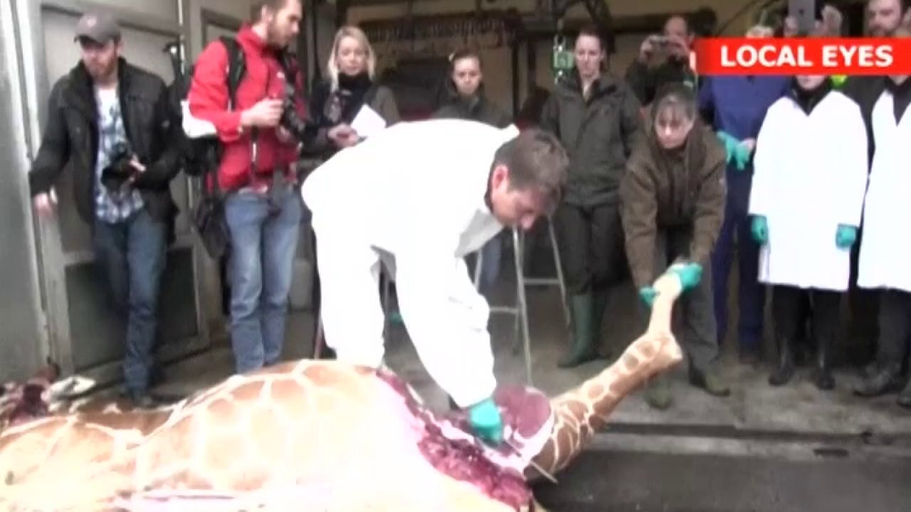 Outrage as zoo kills young giraffe and feeds him to lions