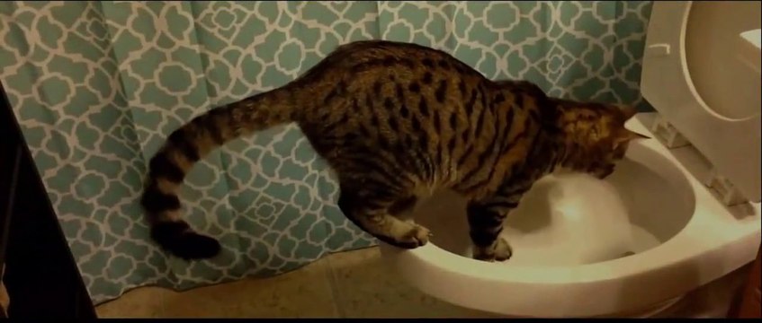 Самые смешные приколы с котами 2014.The most ridiculous jokes with cats 2014.