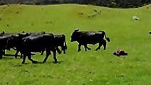 Cows they are just a curious bunch.