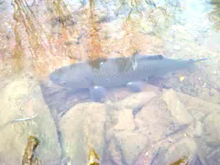 beautiful chub.Gros chevesne pris en nymphe à vue.