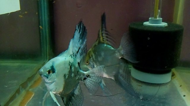 YAVRULU MELEK BALIĞI ÇİFTTİ