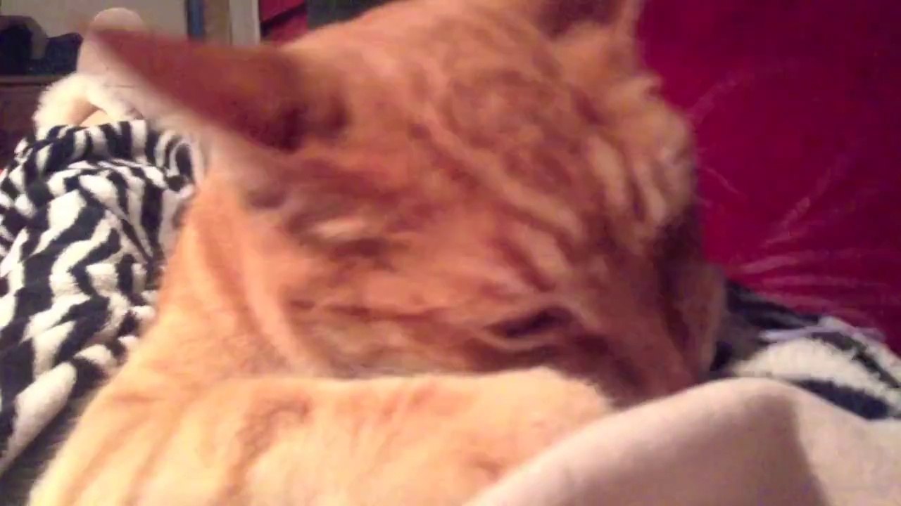 Feral orange Cat's scary surprise Attack!