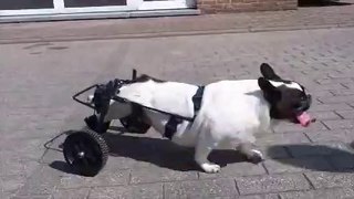 chariot pour chien paralysé