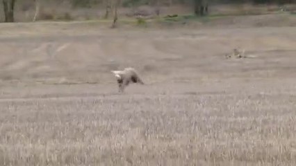 CÄSAR 201402 Overview