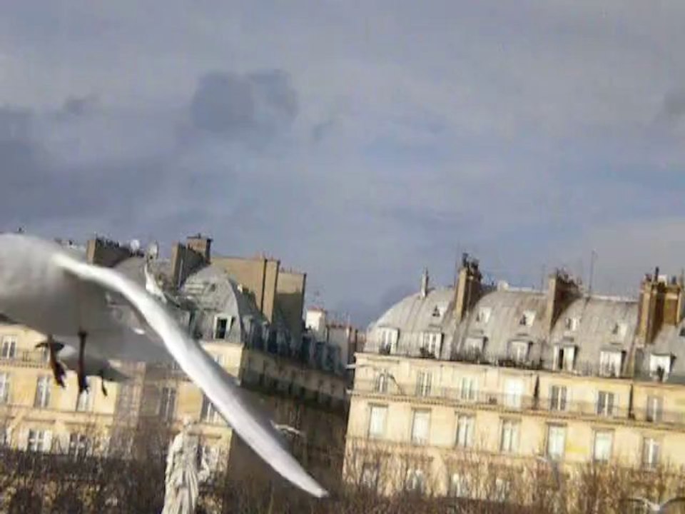 Dans les cris des mouettes