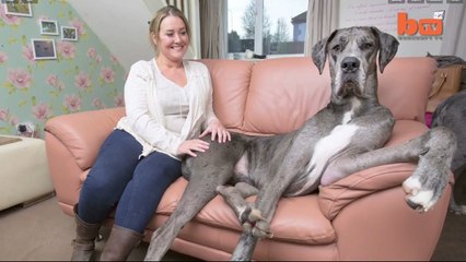Le plus gros chien d’Angleterre!