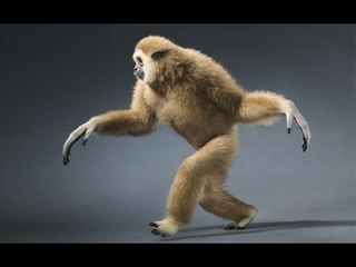 Animals Walking Like Humans Videos