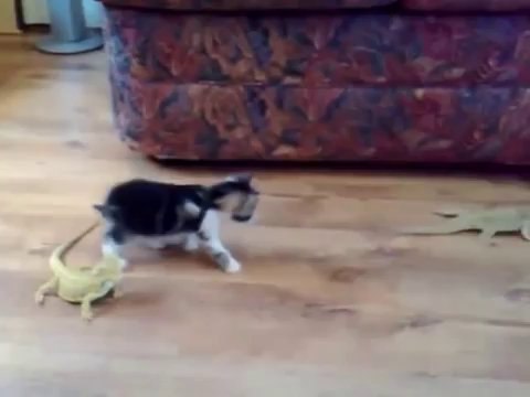 Kitten get scared by lizards, totally freaks out!