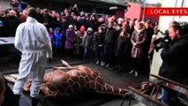 Zoo kills healthy young giraffe, feeds to lions