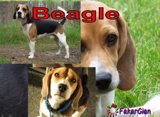 Discover the Most Popular Dog Breeds Around the World 🐶