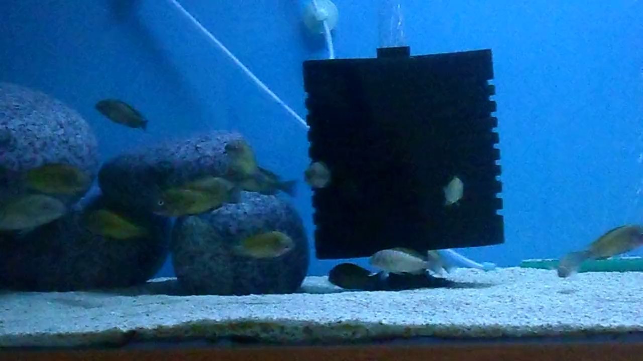 7 aylık f0 ilangi yellow