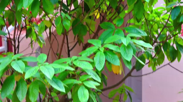 1 Bedroom Villa Apartments Holiday Rentals in St. Lucia