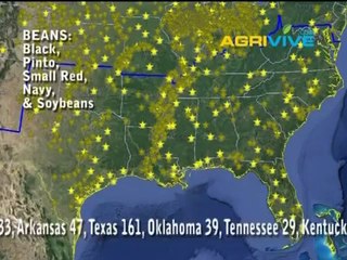 Wholesale Beans, Beans Wholesale, Wholesale dried Beans, Wholesale Beans, Beans Global, Beans