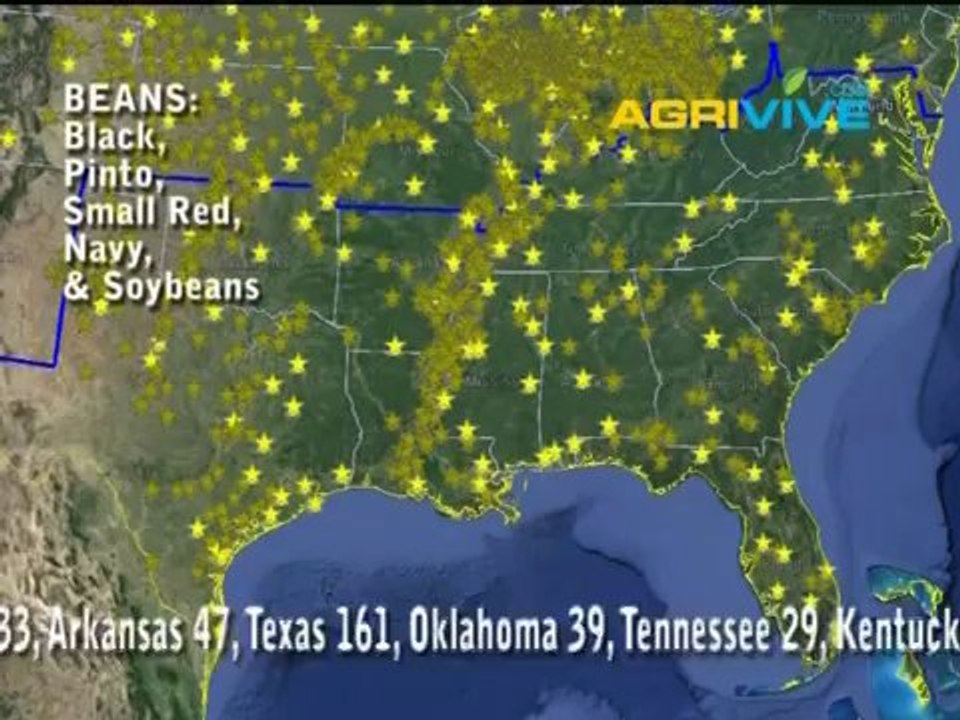 Wholesale Beans, Beans Wholesale, Wholesale dried Beans, Wholesale Beans, Beans Global, Beans