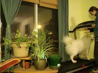 Torak sur le tapis roulant