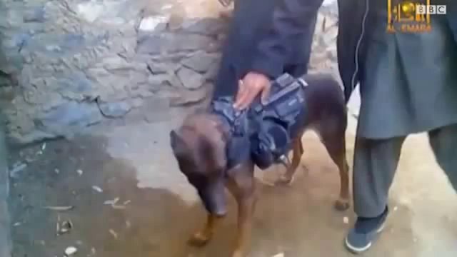 بالفيديو : مقاتلو طالبان في أفغانستان يحتفلون بأسر كلب بالجيش الأمريكي