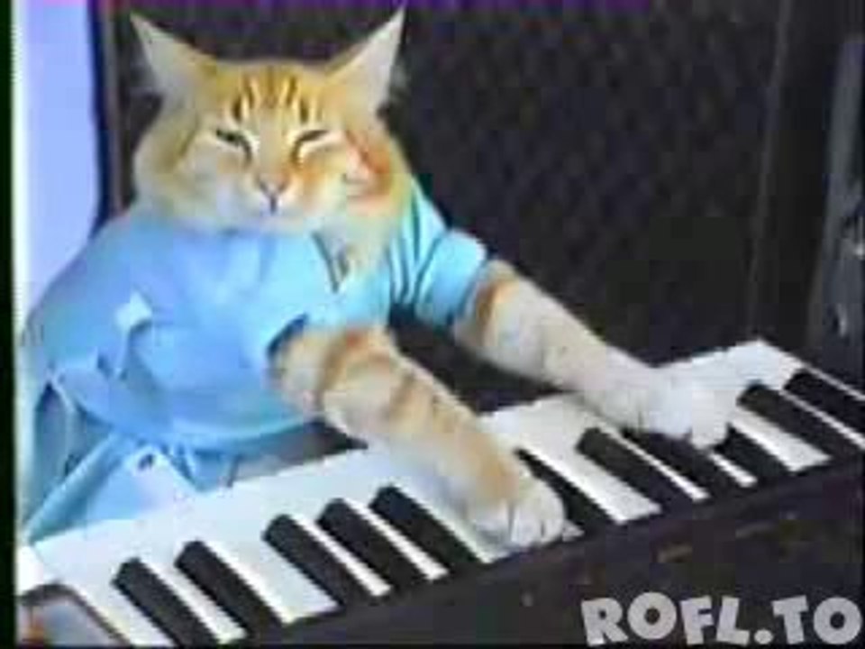 Funny Cat Playing Piano