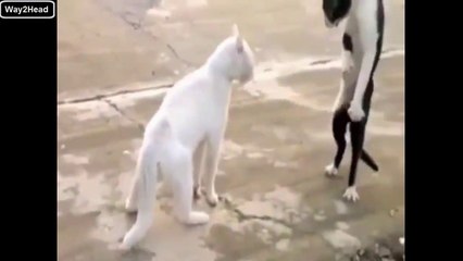 Cats are Funny and Cats are Silly