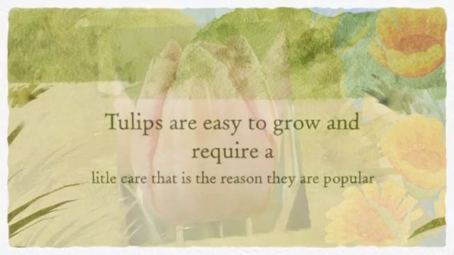 Tulip Flower Bulbs:- Add A Beauty To Your Garden