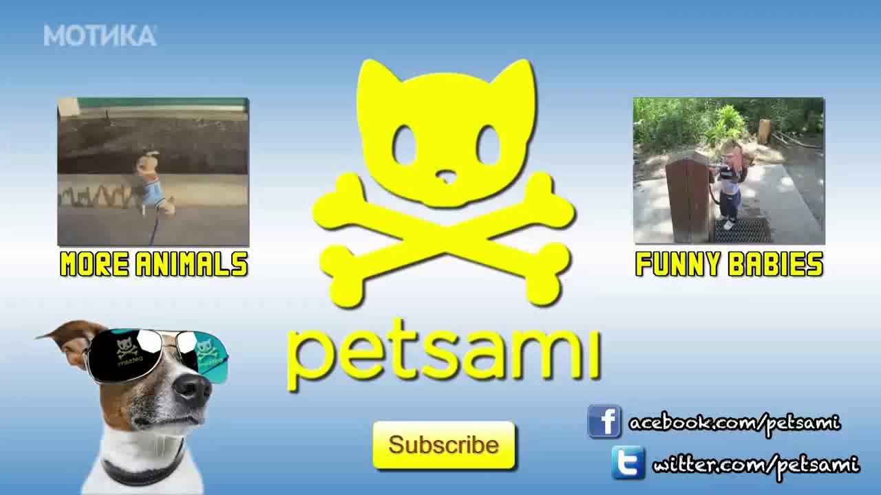 МОТИКА: Мало дете си игра со огромна мечка во зоолошка градина