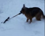 Dog Helps to Shovel Snow