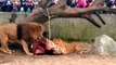 Lions Devour Slain Giraffe in Copenhagen Zoo