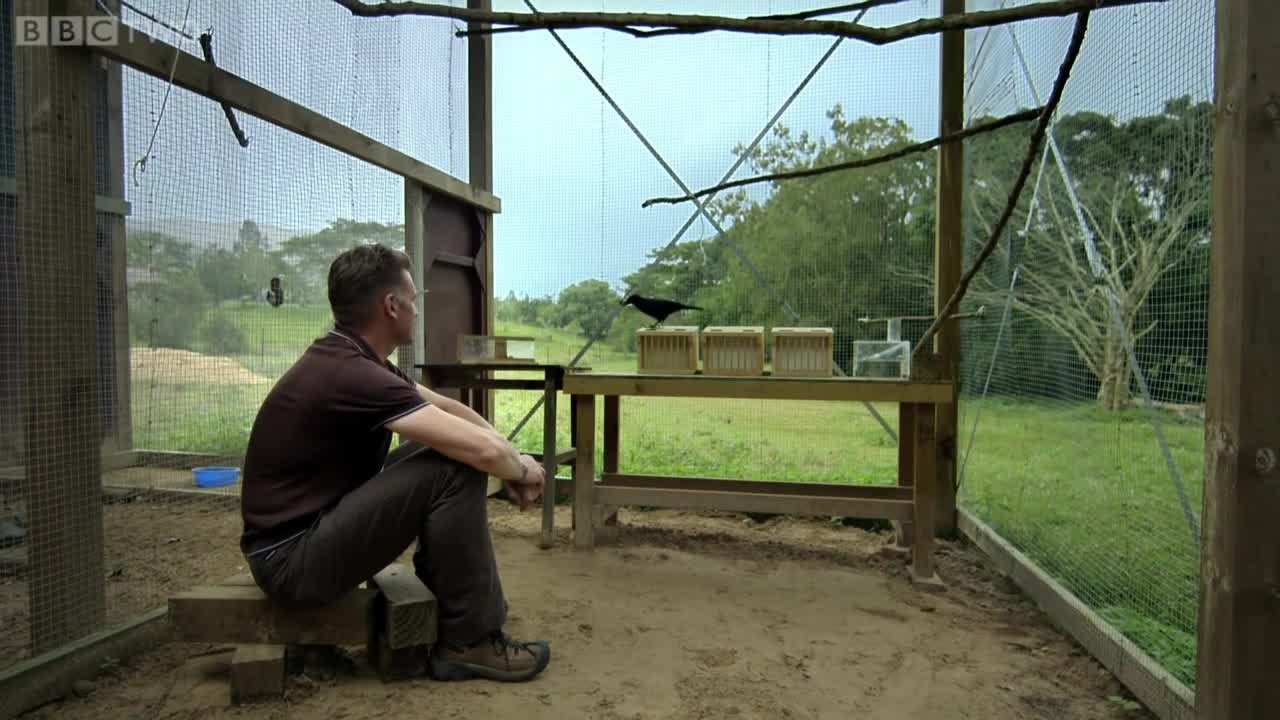 Un corbeau résout un casse-tête en 8 étapes