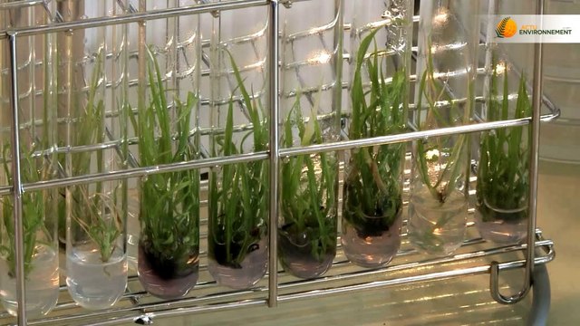 Le miscanthus, un combustible économe.