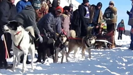 Des chiens de traîneaux juste avant la course... complètement fou!