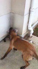 un peu de boxe entre pote ;-)