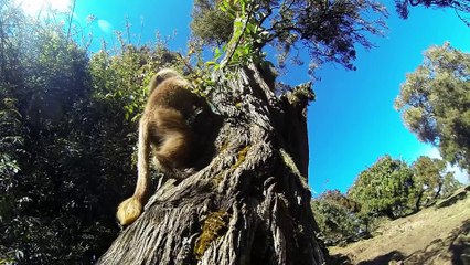 Trekking around Sankaber - Simien (Ethiopia)