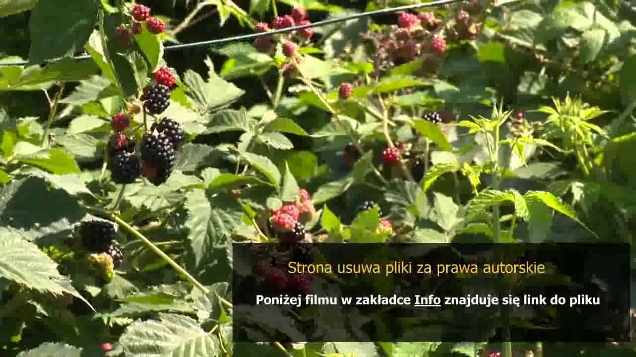 pralka bosch wol 1650 instrukcja obslugi – Видео Dailymotion