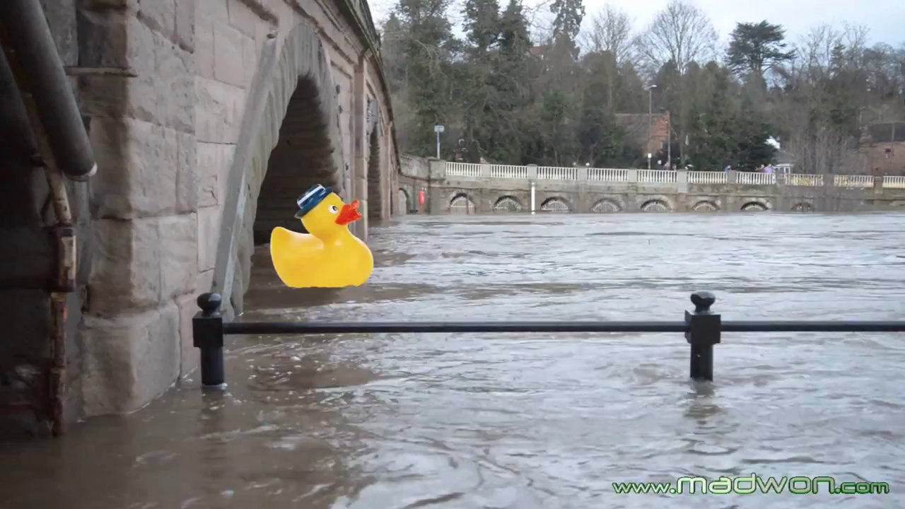 Large Duckling Invades English River