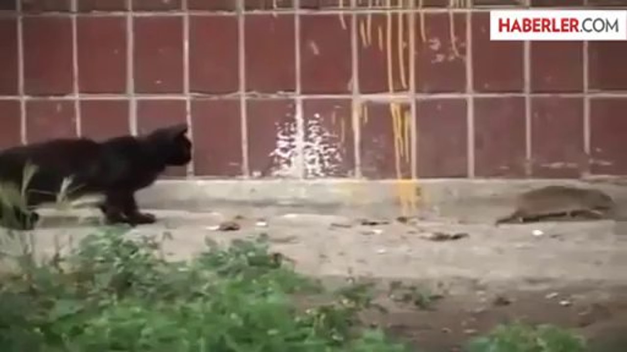 Dev Fare Kediyi Perişan Etti