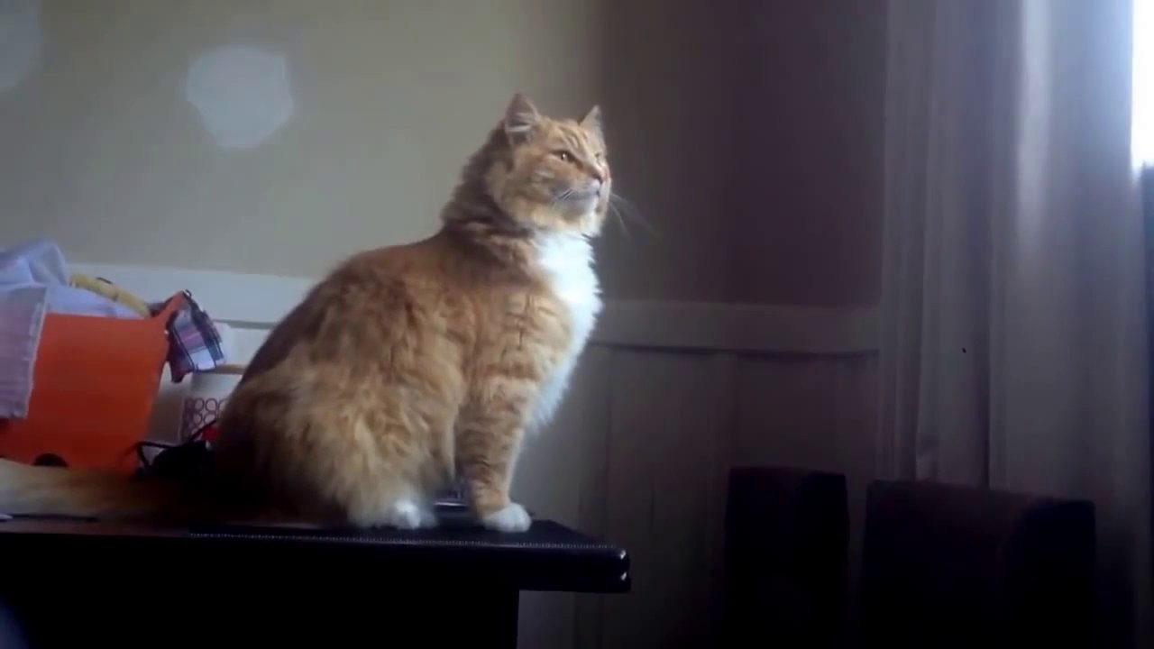 Un Chat Rate Son Saut Tellement Drole Video Dailymotion