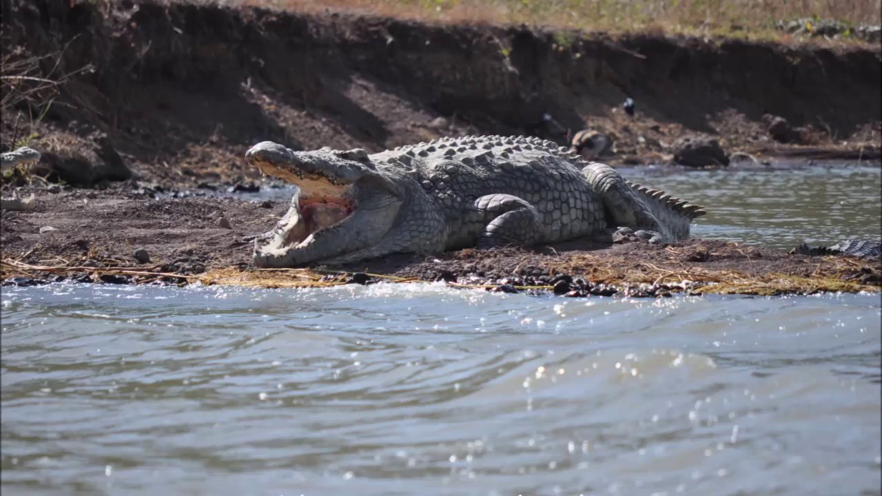 Ethiopie 2012 : Crocodiles en vue !